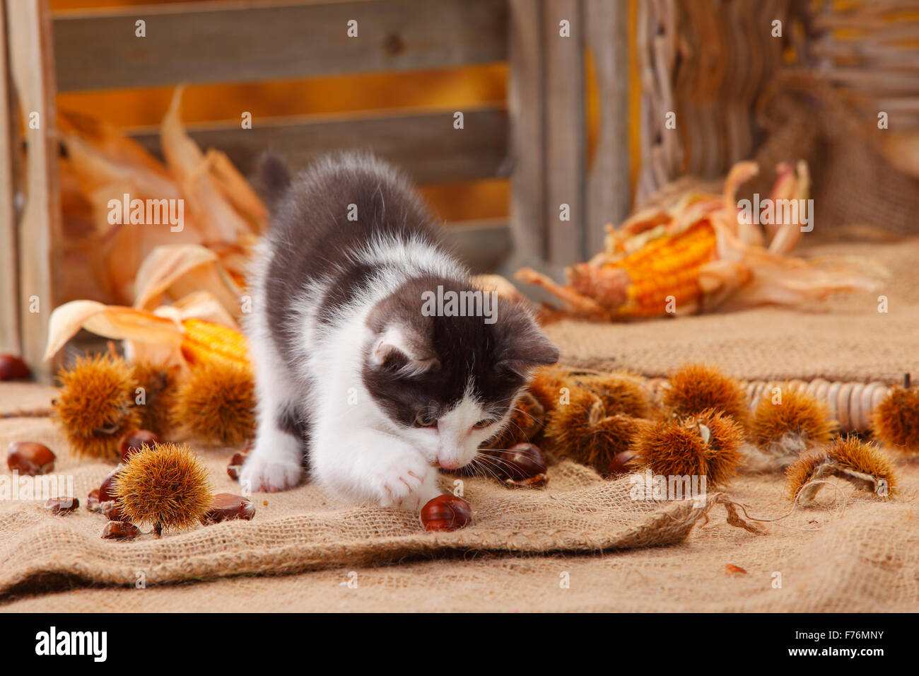 Il gatto domestico, gattino, 9 settimane|Hauskatze, Kaetzchen, 9 Wochen Foto Stock