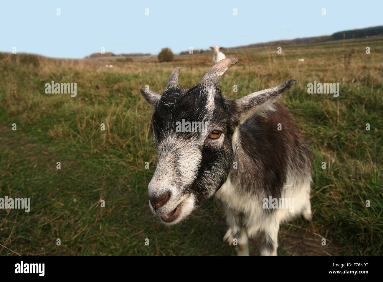 Capra curiosa Foto Stock