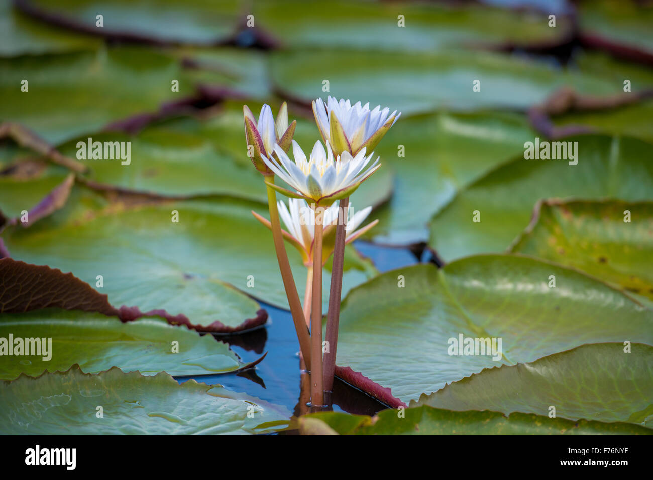 Kasane Botswana - Parco Nazionale Chobe Lily Pad (Nymphaeaceae) Foto Stock