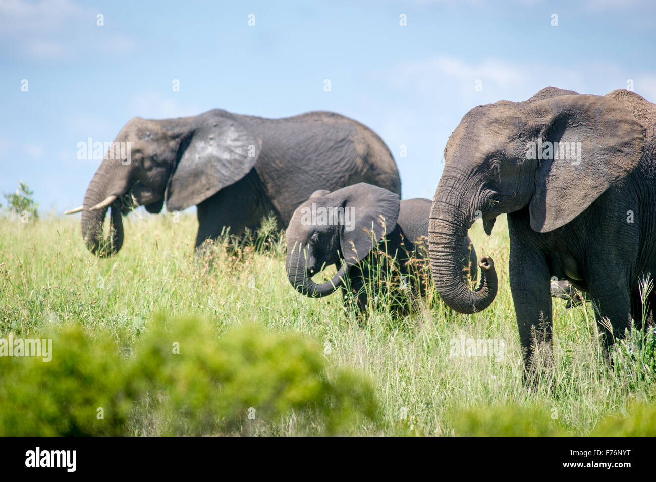 Sud Africa - Parco Nazionale Kruger dell' elefante africano (Loxodonta) Foto Stock