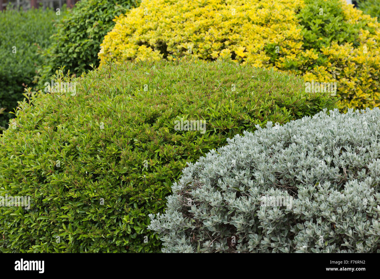 Arbusti verdi immagini e fotografie stock ad alta risoluzione - Alamy