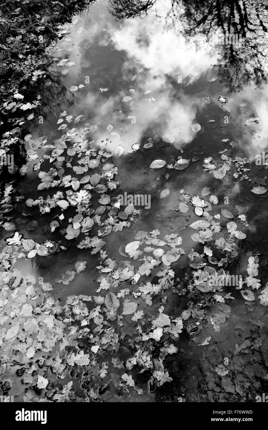 Caduto l'autunno foglie di albero in un bosco pozza thats riflettendo un cielo nuvoloso. Regno Unito Foto Stock