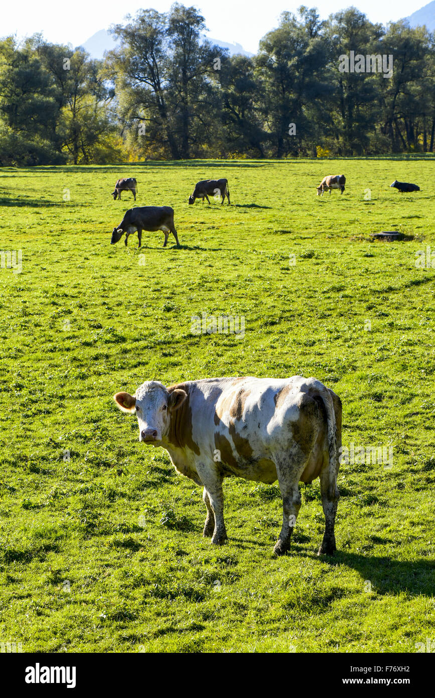 Enns Valley, Stiria, Austria Foto Stock