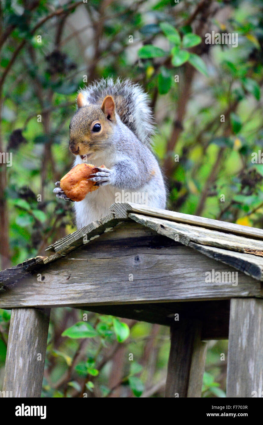 Bristol, Regno Unito. 26 Nov, 2015. Regno Unito Meteo/fauna selvatica. Scoiattolo affamato, avente hanno perquisito un uccello tabella contenente semi di uccelli e un cioccolato eclair. Credito: Robert Timoney/Alamy Live News Foto Stock Bristol, Regno Unito. 26 Nov, 2015. Regno Unito Meteo/fauna selvatica. Scoiattolo affamato, avente hanno perquisito un uccello tabella contenente semi di uccelli e un cioccolato eclair. Credito: Robert Timoney/Alamy Live News Foto Stock