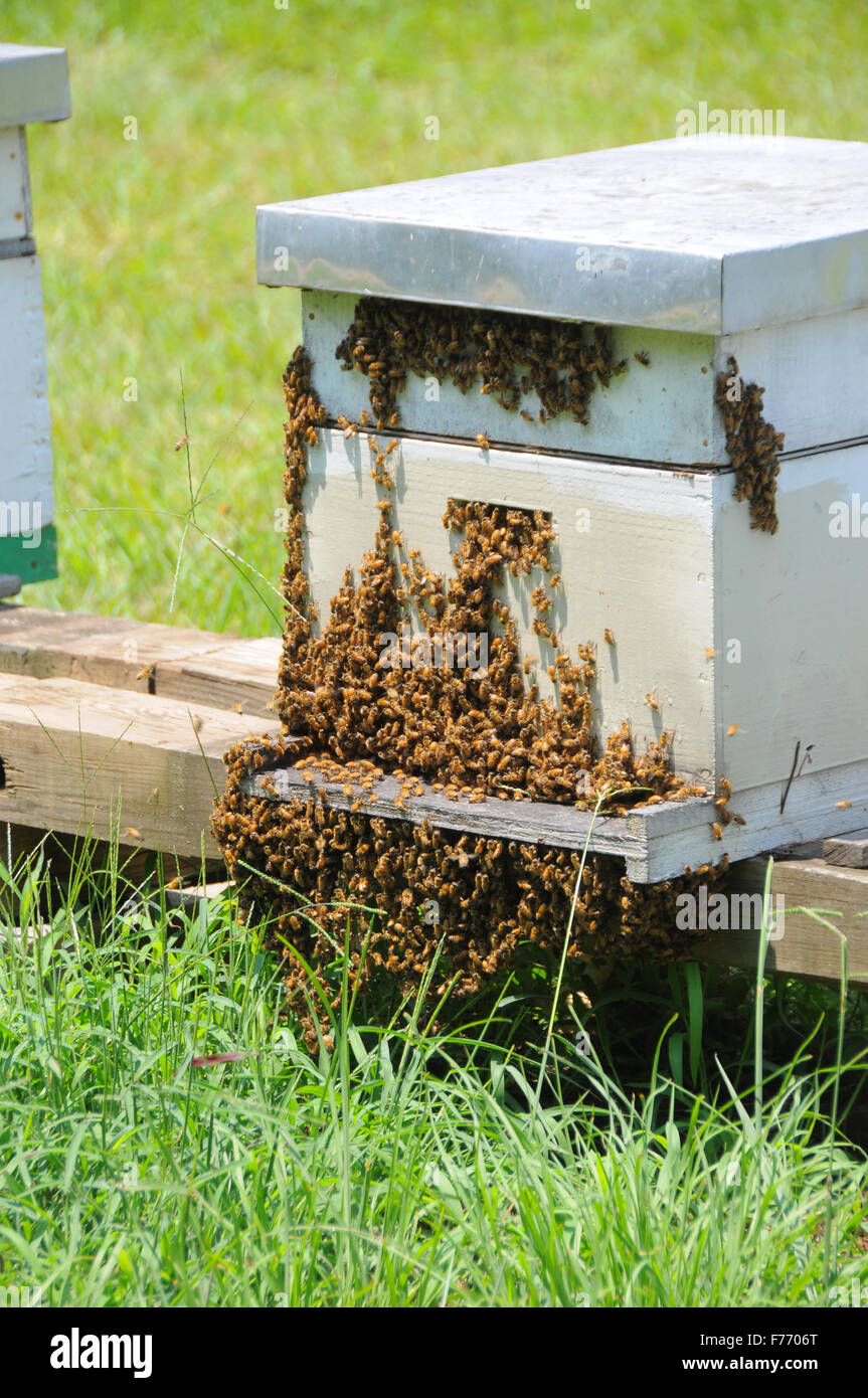 Alveari per impollinazione delle colture alimentari in valle centrale California durante il grande muoiono a causa di influenzare vireos cibi umani in America STATI UNITI D'AMERICA Foto Stock