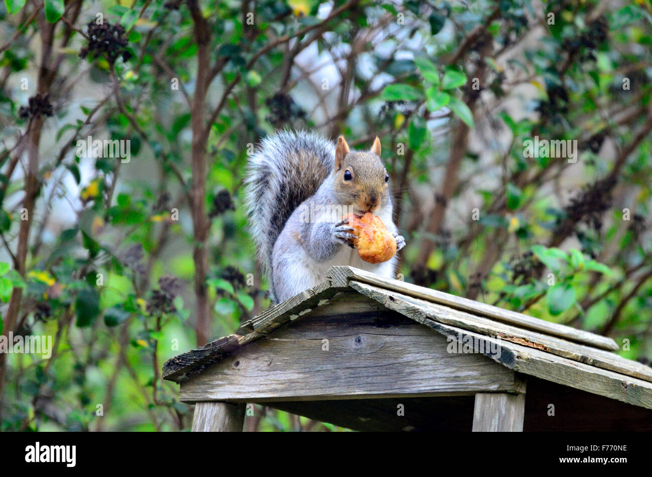 Bristol, Regno Unito. 26 Nov, 2015. Regno Unito Meteo/fauna selvatica. Scoiattolo affamato, avente hanno perquisito un uccello tabella contenente semi di uccelli e un cioccolato eclair. Credito: Robert Timoney/Alamy Live News Foto Stock Bristol, Regno Unito. 26 Nov, 2015. Regno Unito Meteo/fauna selvatica. Scoiattolo affamato, avente hanno perquisito un uccello tabella contenente semi di uccelli e un cioccolato eclair. Credito: Robert Timoney/Alamy Live News Foto Stock