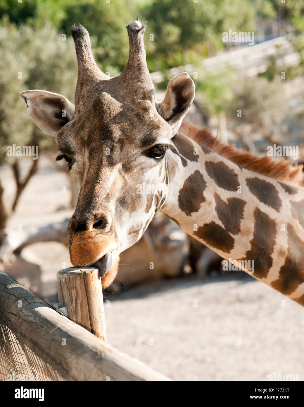 giraffa Foto Stock