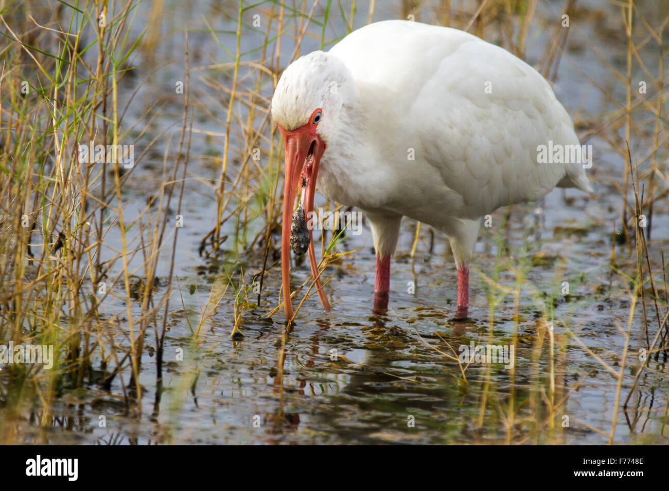 Un bianco ibis sputare fino a bad batch di fango. Foto Stock