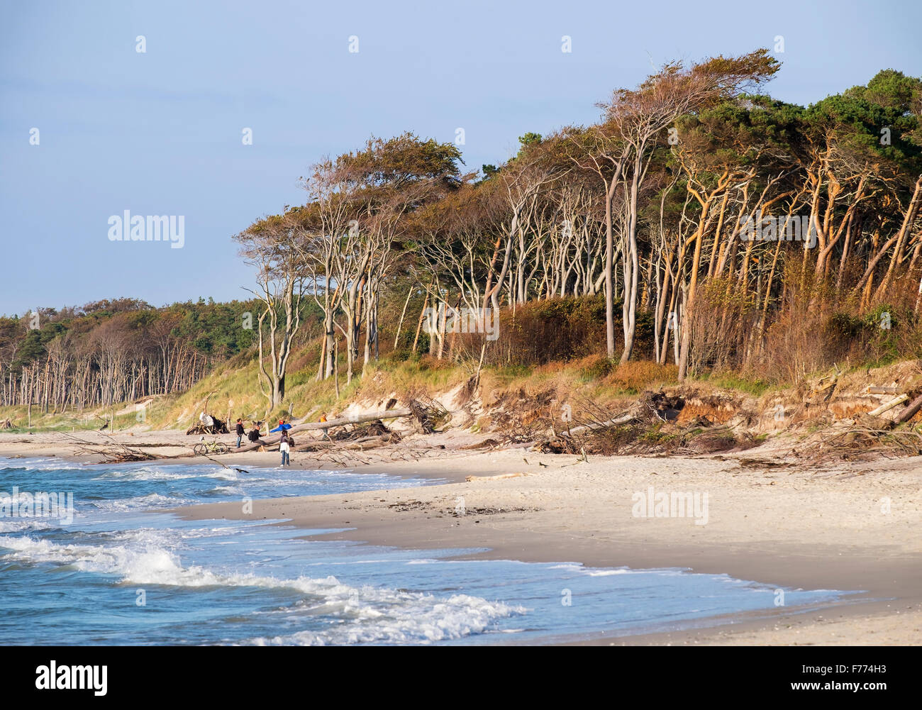 West Beach, foresta Darßer dal Mar Baltico, nato a Fischland-Zingst, Western Pomerania Area Laguna Parco Nazionale Foto Stock