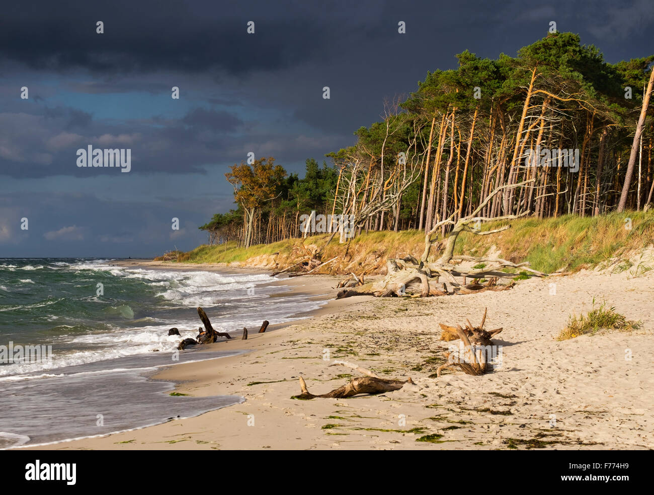 Nuvole scure sopra la spiaggia occidentale e foresta Darßer dal Mar Baltico, nato a Fischland-Zingst, Western Pomerania Area Laguna Foto Stock