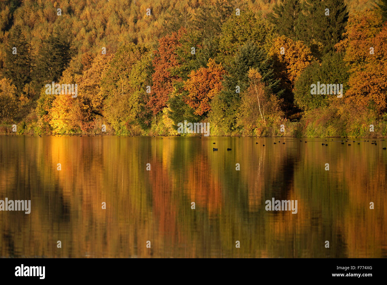 Coloratissimi boschi di latifoglie in autunno, Lago Sorpesee, Langscheid, Sauerland, Nord Reno-Westfalia, Germania Foto Stock