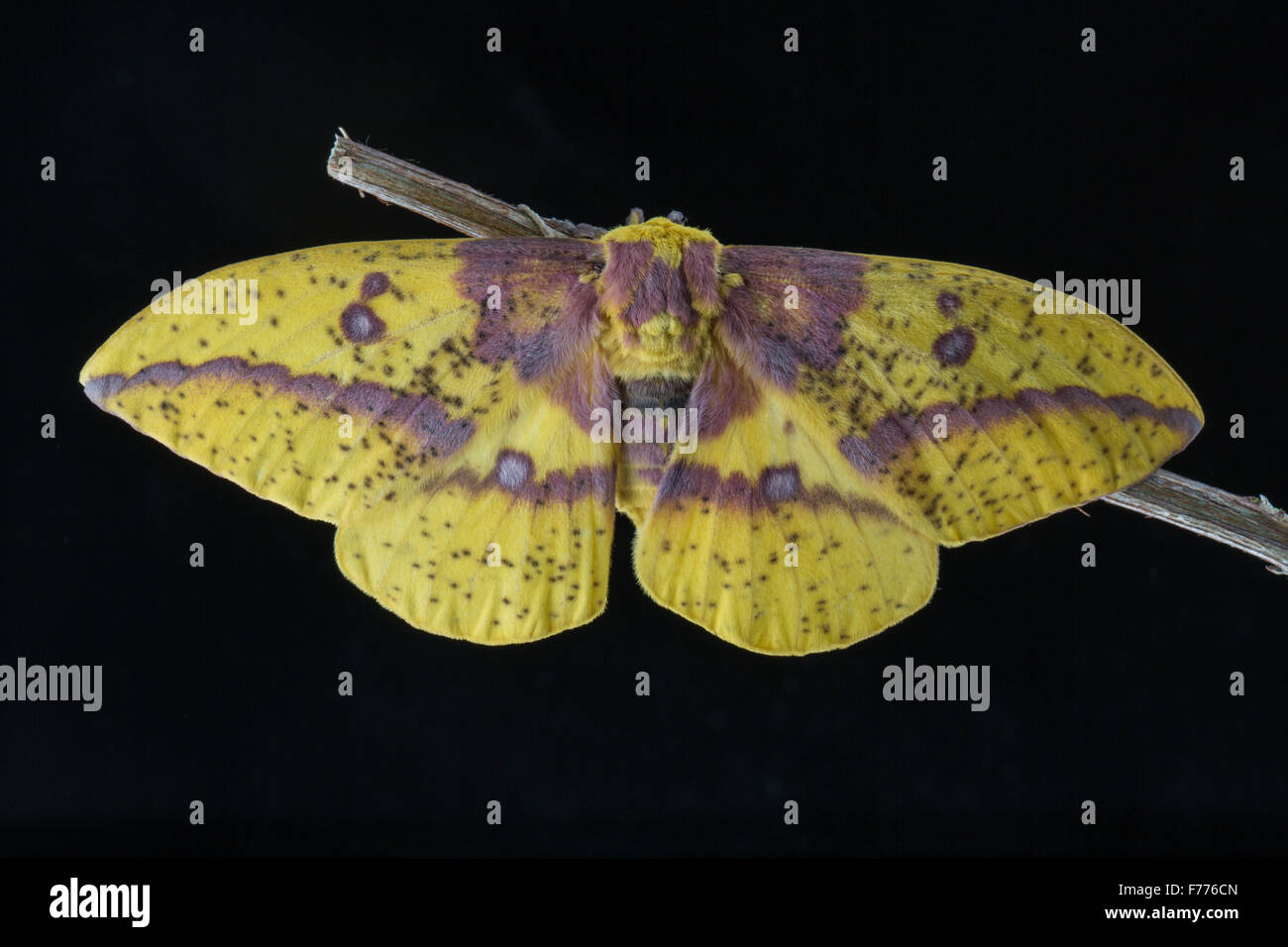 Imperial Moth, Eacles imperialis, su sfondo nero Foto Stock