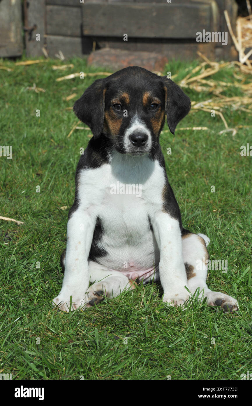Cucciolo di Foxhound Foto Stock