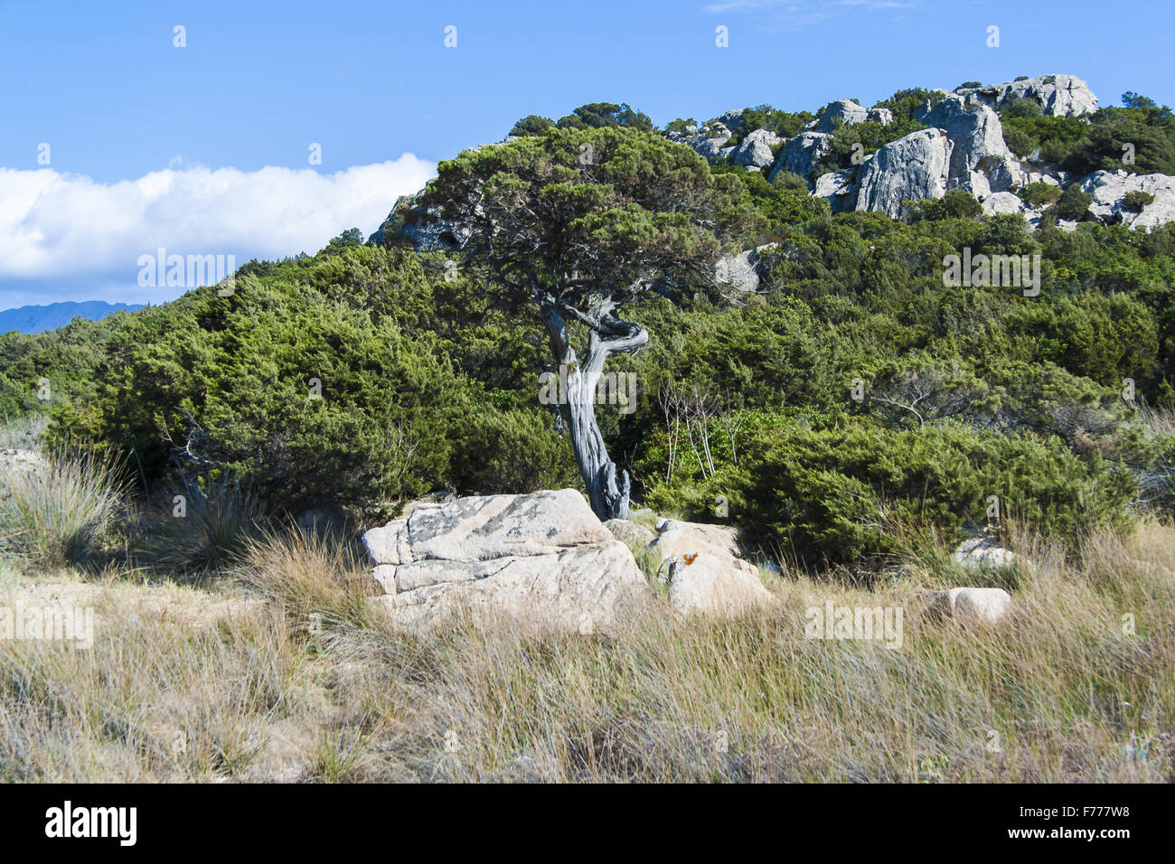 Ginepro a forma di albero Foto Stock