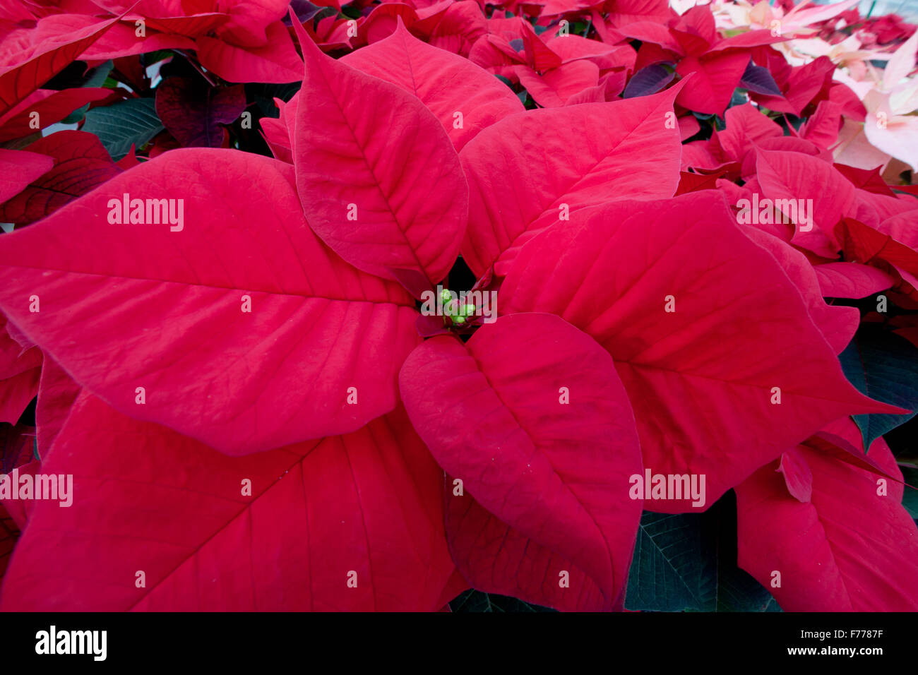 Il Winter Rose con red-foglie colorate è pronto per la vendita in una serra della Baviera agenzia per wingegrowing e orticoli in Veitshoechheim (Germania), 9 novembre 2015. Foto: Daniel Karmann/dpa Foto Stock