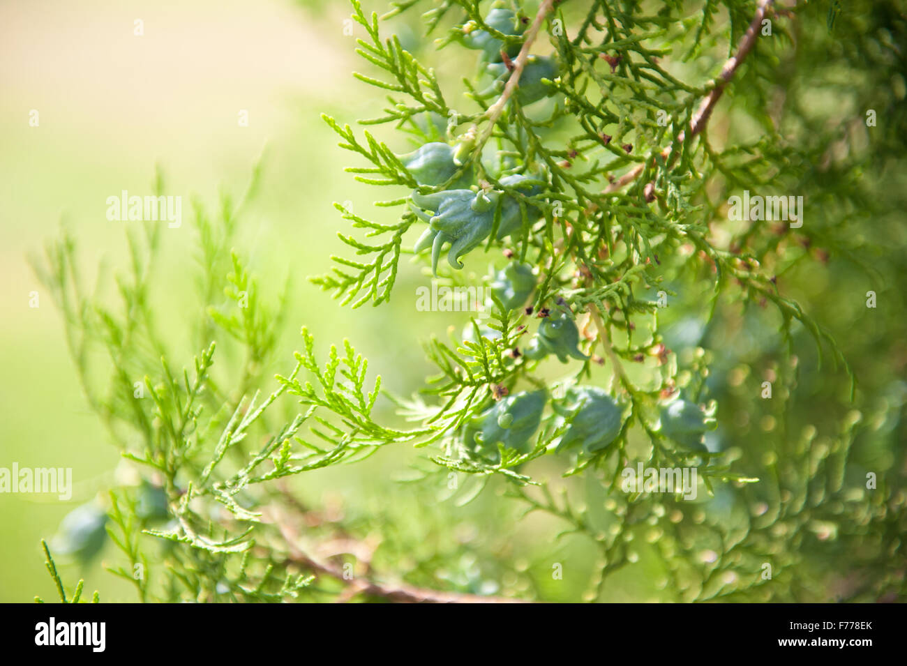 Thuja coni closeup in luglio, freschi germogli verdi sul conifera ramoscelli macro, pianta crescere in Polonia, orientamento orizzontale Foto Stock