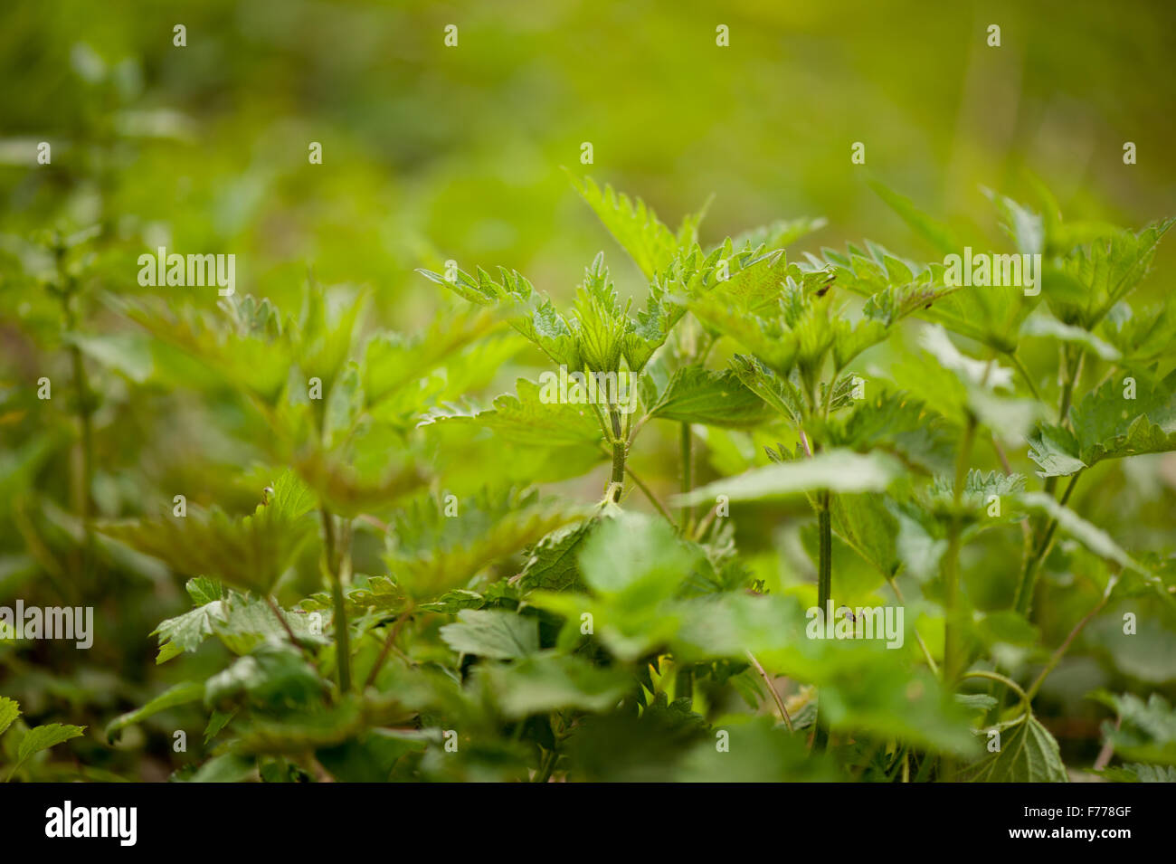 Ortica piante crescono, il fogliame fresco di Urtica dioica piante erbacee perenni piante crescono in Polonia, Europa, foglie verdi... Foto Stock