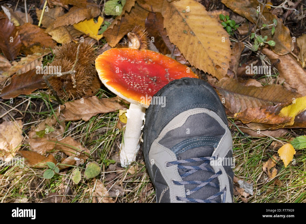 Funghi velenosi di essere schiacciato da un escursionismo boot Foto Stock