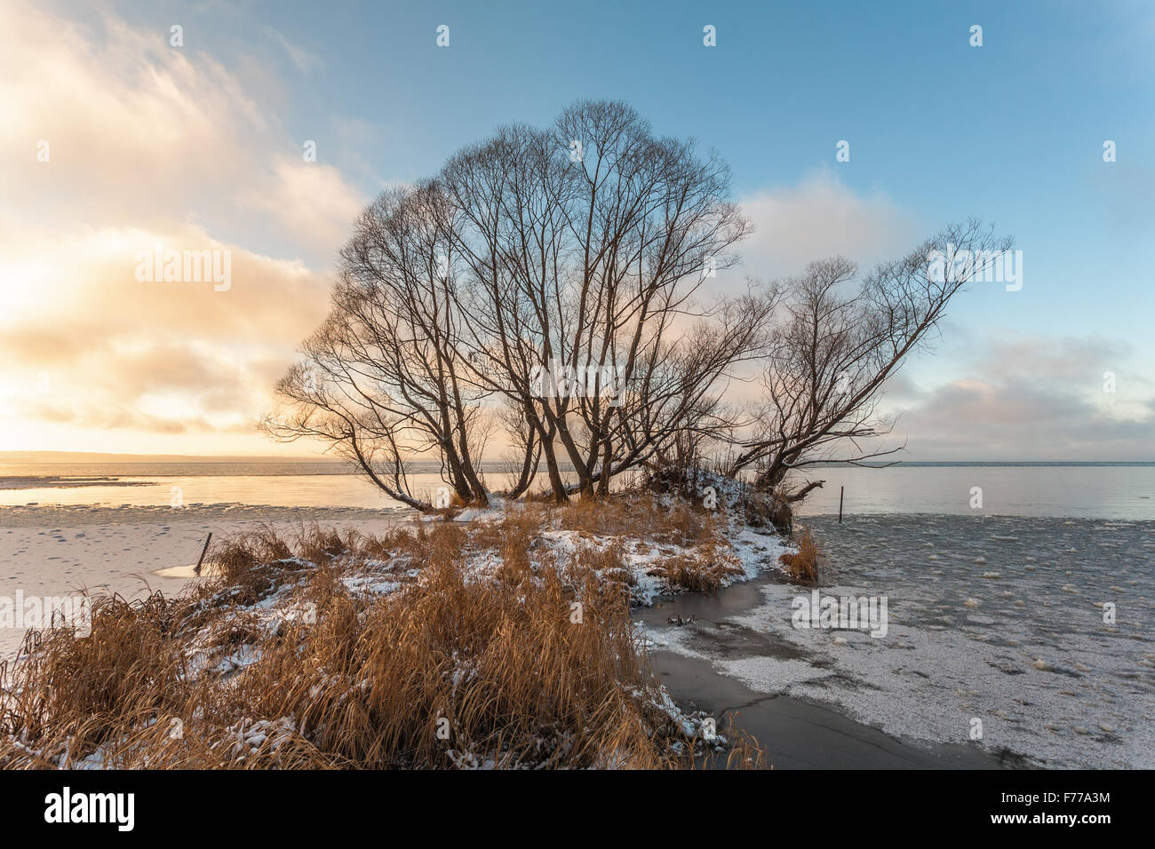 Pereslavl-Zalessky, Russia - 26 Novembre 2015: Novembre serata Pleshcheevo affacciato sul lago. Alberi di cape cod. Foto Stock