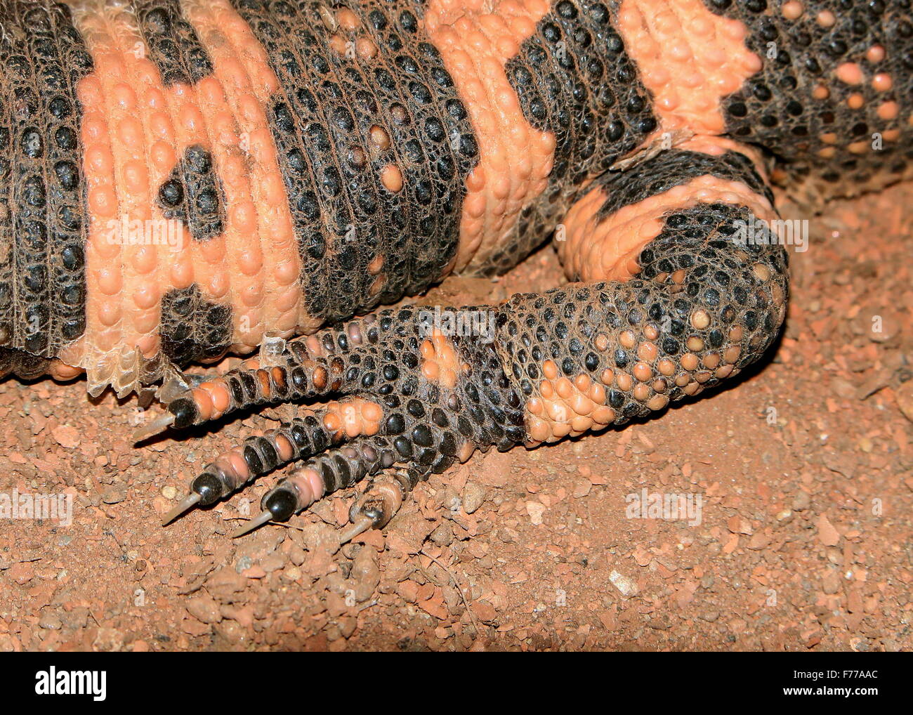 Zampa posteriore & claw di Gila Monster (Heloderma suspectum), infame lizard nativo del sudovest USA e Messico Nord (sonora) Foto Stock