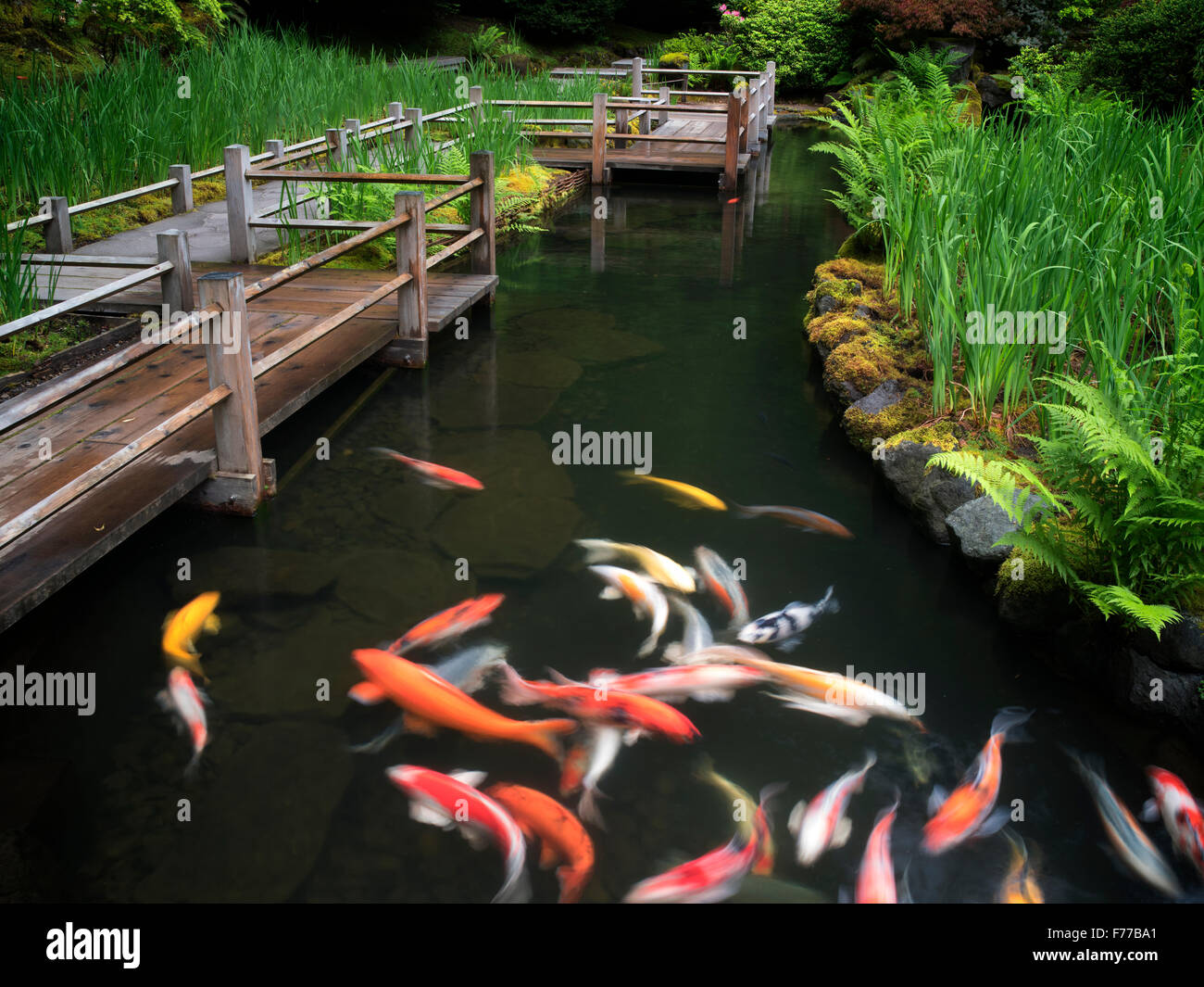 Koi e iris percorso letti. Giardini giapponesi, Oregon Foto Stock