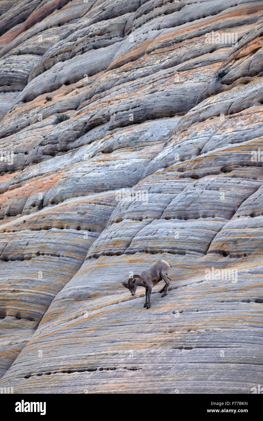 Uno Bighorn Ram su Checkerboard Mesa. Parco Nazionale di Zion, UT Foto Stock