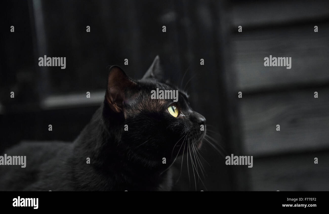 Maschio di Bombay gatto in una impostazione di moody contro un capannone nero Foto Stock