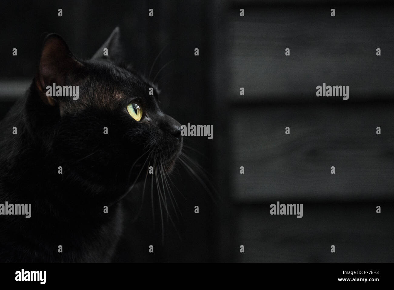 Maschio di Bombay gatto in una impostazione scuro contro un capannone nero Foto Stock