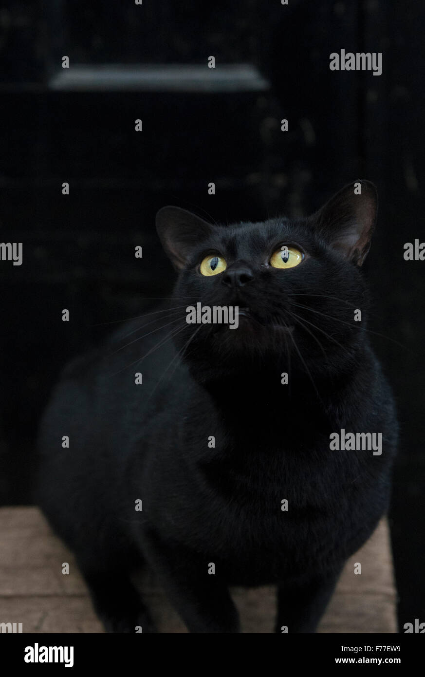 Maschio di Bombay gatto in una impostazione di moody contro una porta nera Foto Stock