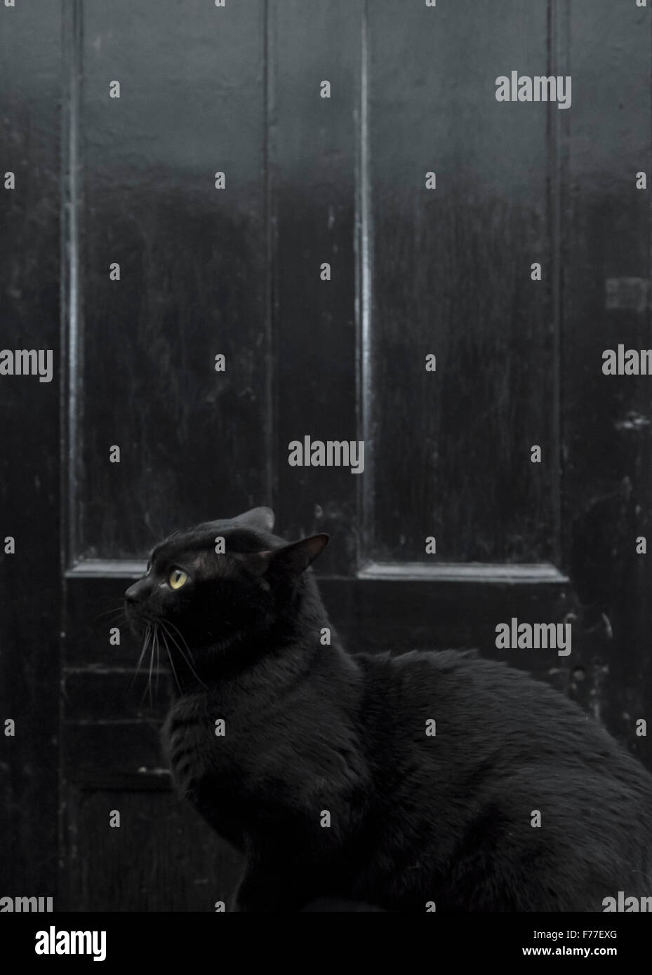 Maschio di Bombay gatto in una impostazione di moody contro una porta nera Foto Stock