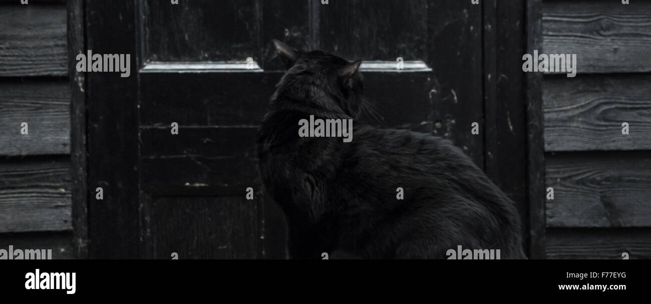 Maschio di Bombay gatto in una impostazione di moody contro un nero porta capannone Foto Stock