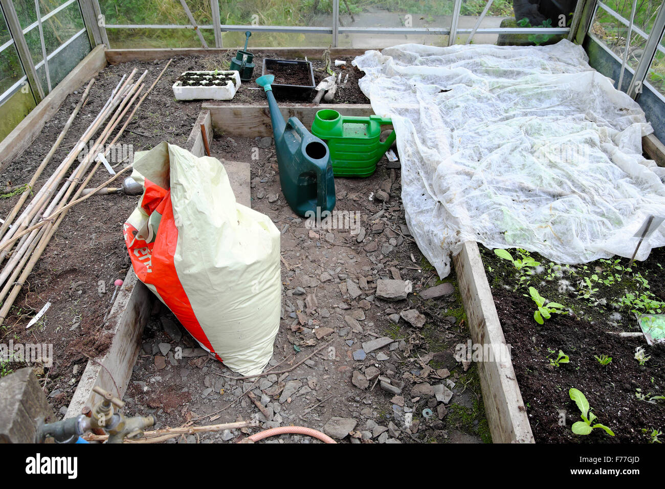 Interno di una serra in inverno ottenere pronto per la primavera con fertilizzante e le piantine Wales UK KATHY DEWITT Foto Stock