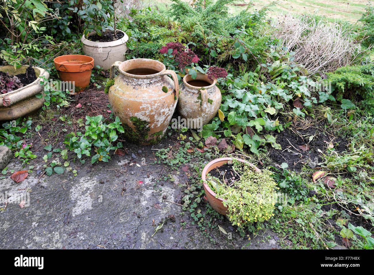 Gruppo di terracotta vasi da giardino raggruppati su un patio giardino in un paese rurale il paesaggio agricolo in inverno in West Wales UK KATHY DEWITT Foto Stock