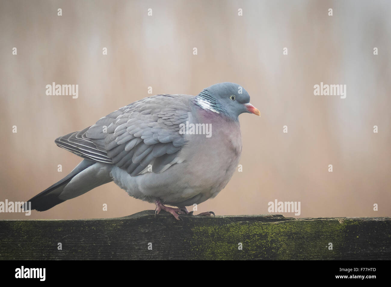 Il Colombaccio ( Columba palumbus) arroccato su una staccionata di legno. Foto Stock