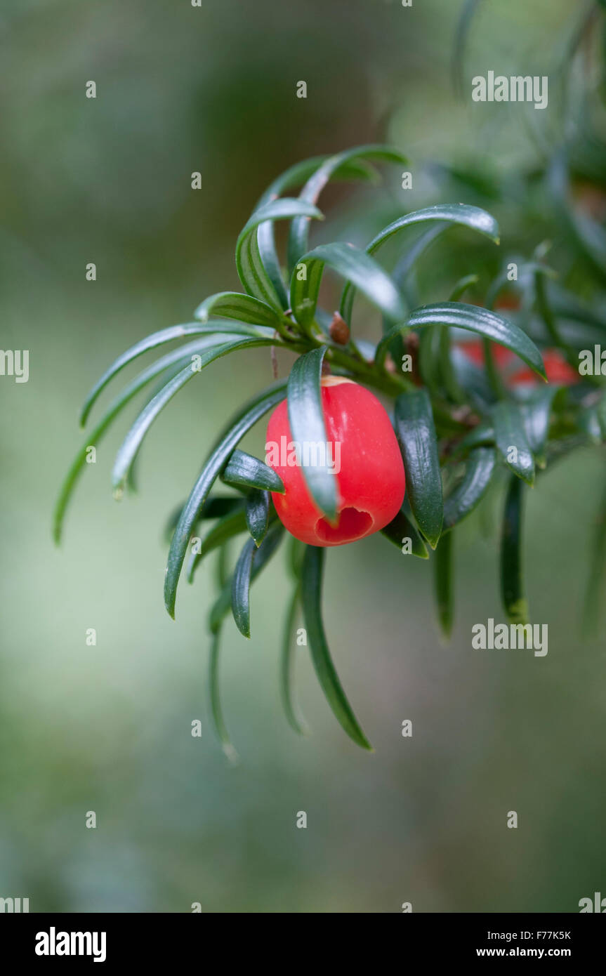 TAXUS BACCATA Foto Stock