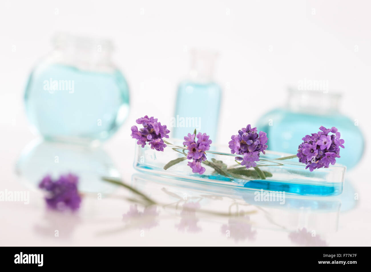 Essenziale di olio di lavanda, Foto Stock