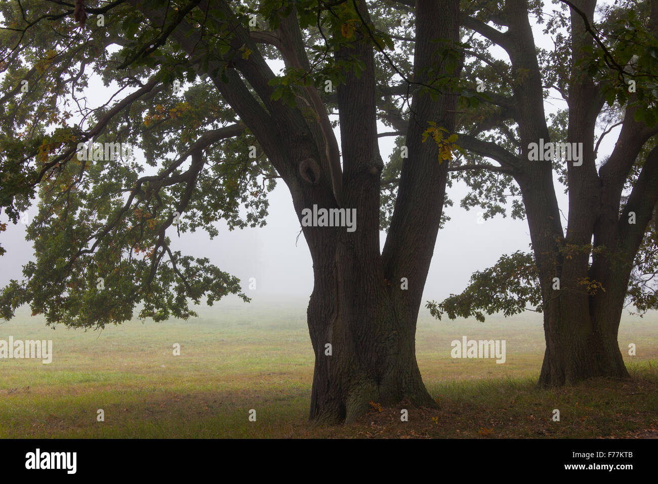 Inglese / Quercia farnia / Francese alberi di quercia (Quercus robur) nella nebbia di mattina in autunno Foto Stock