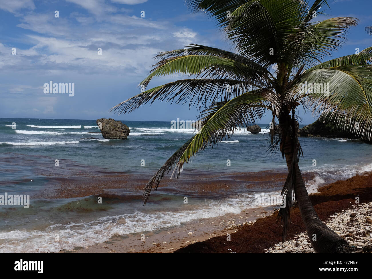 Palme sulla spiaggia a Bathsheba Barbados in Indie ad ovest dei Caraibi Foto Stock