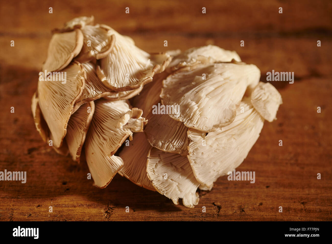 Coltivati funghi Oyster dalla Pennsylvania, STATI UNITI D'AMERICA Foto Stock