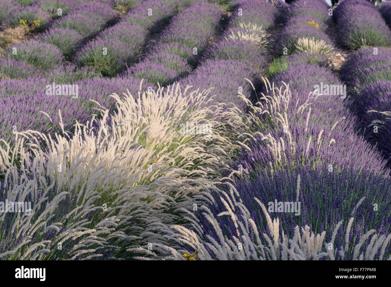 Wild campo di lavanda , Alpes-de-Haute-Provence, paesaggio, alberi, Provenza, Francia Foto Stock
