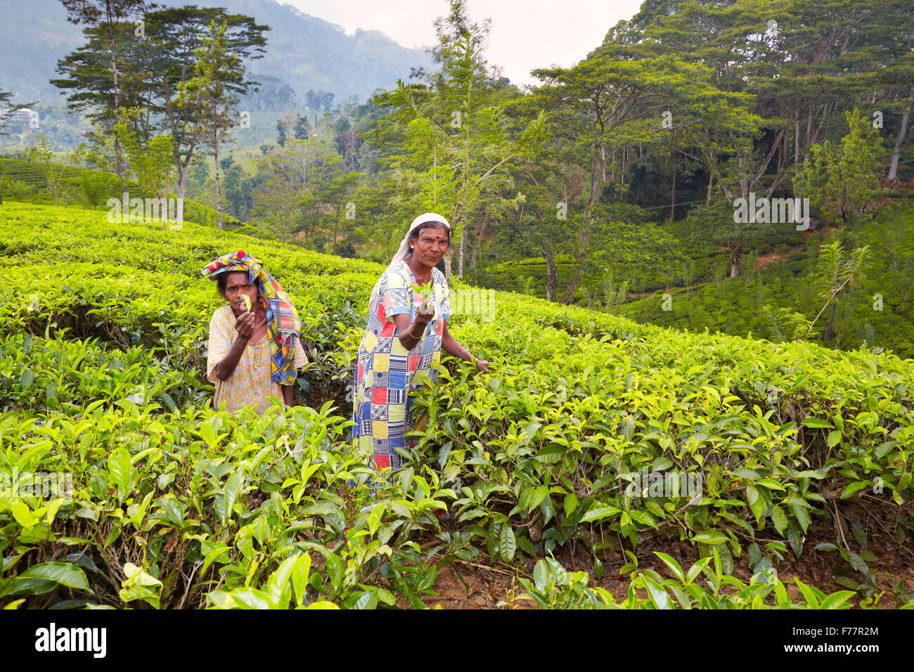 Sri Lanka - Nuwara Eliya, provincia di Kandy, piantagione di tè Foto Stock