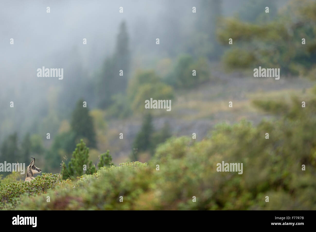 Il camoscio / camosci / Gaemse ( Rupicapra rupicapra ) si erge nel mezzo di coloratissimi ricca vegetazione alpina. Foto Stock