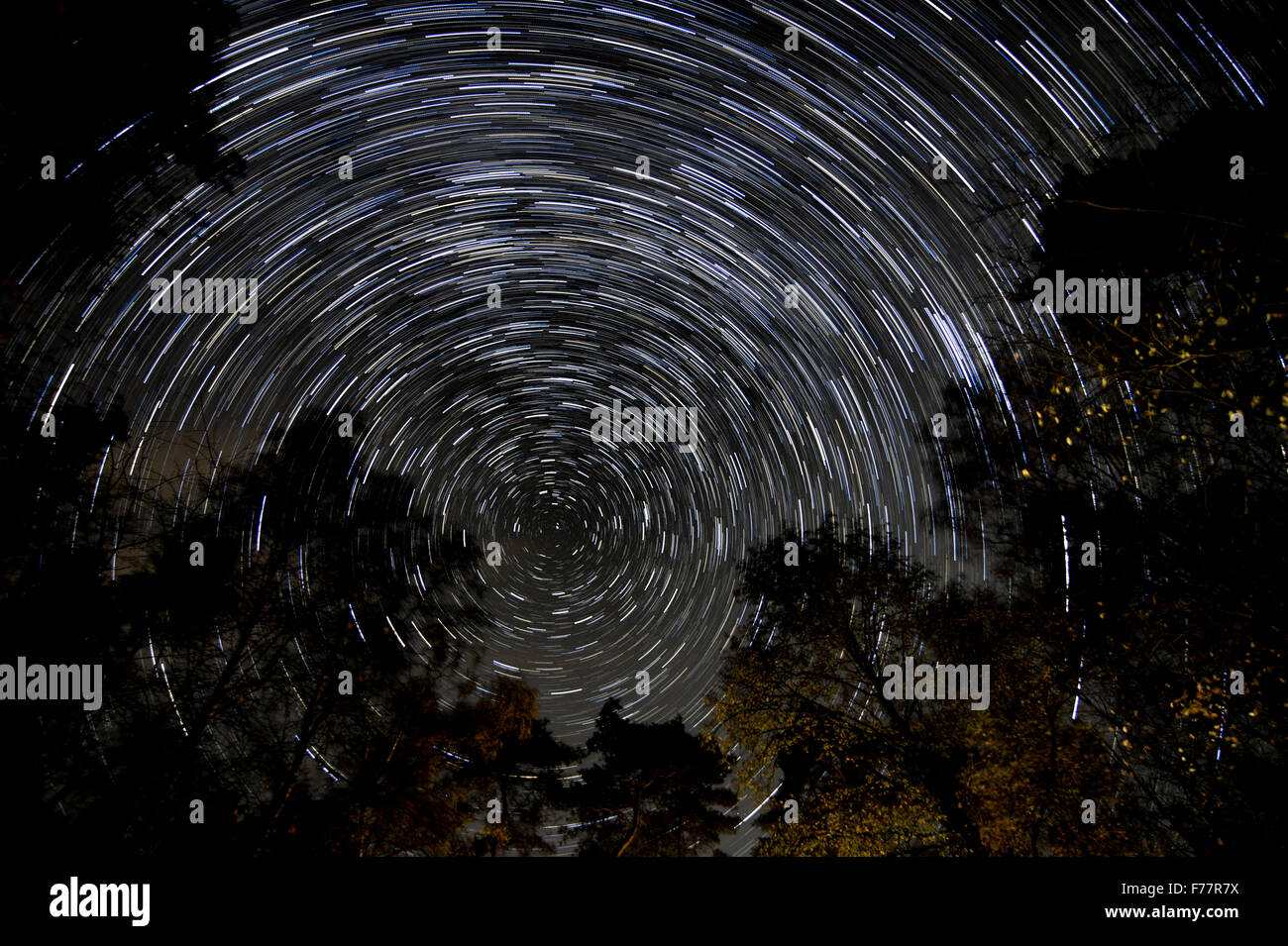 Startrails con Polaris nel centro del cerchio, al di sopra di una foresta con alberi illuminato Foto Stock