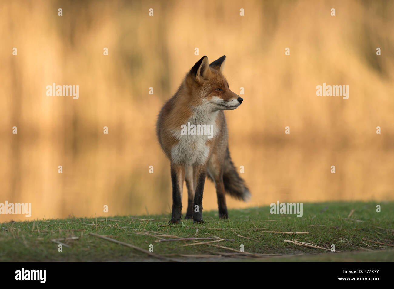 Red Fox ( Vulpes vulpes ) si guarda intorno, sorge su una striscia ripariale lungo un tratto di acqua, luminoso e brillante reed in background. Foto Stock