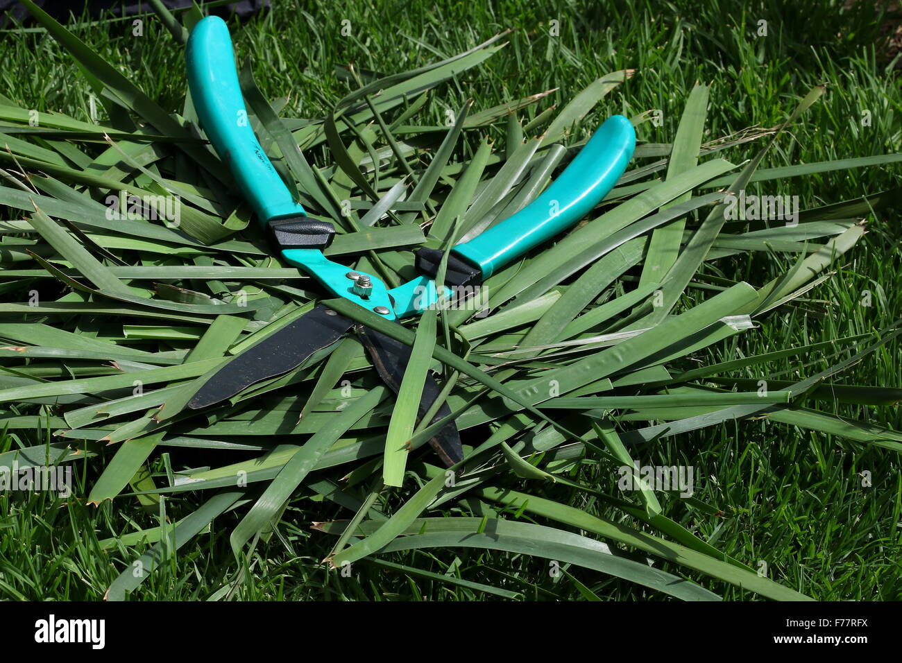 Cesoie tagliaerba sulla sommità del Lomandra erba tagliata Foto Stock