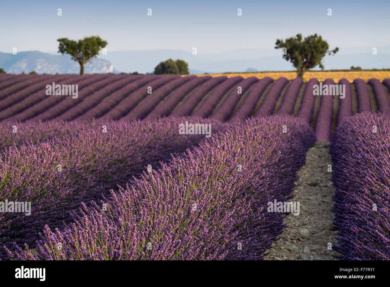 La lavanda, campo, Lavandula angustifolia, Plateau de Valensole , Francia , Provence-Alpes-Côte d'Azur, in Francia Foto Stock
