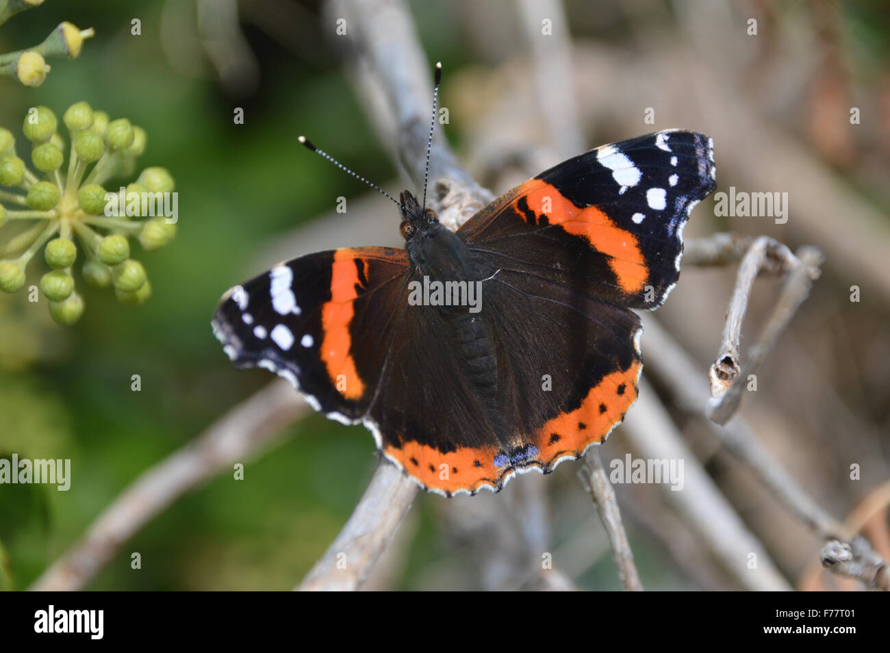 Red Admiral Butterfly godendo della tarda estate il sole in una siepe Foto Stock