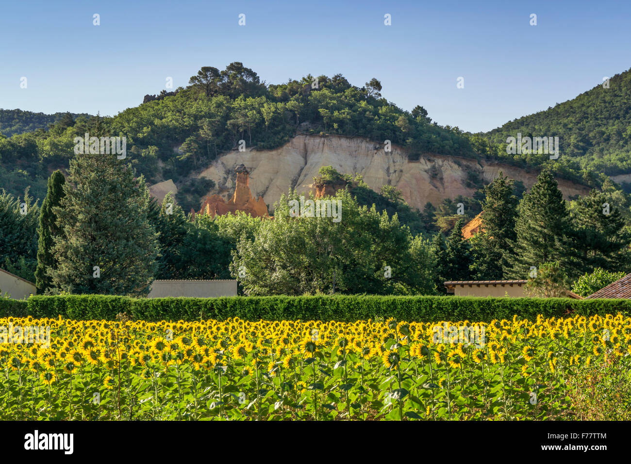 Colorado Rustel, girasoli, ocra, Luberon, Provenza, Francia, Foto Stock