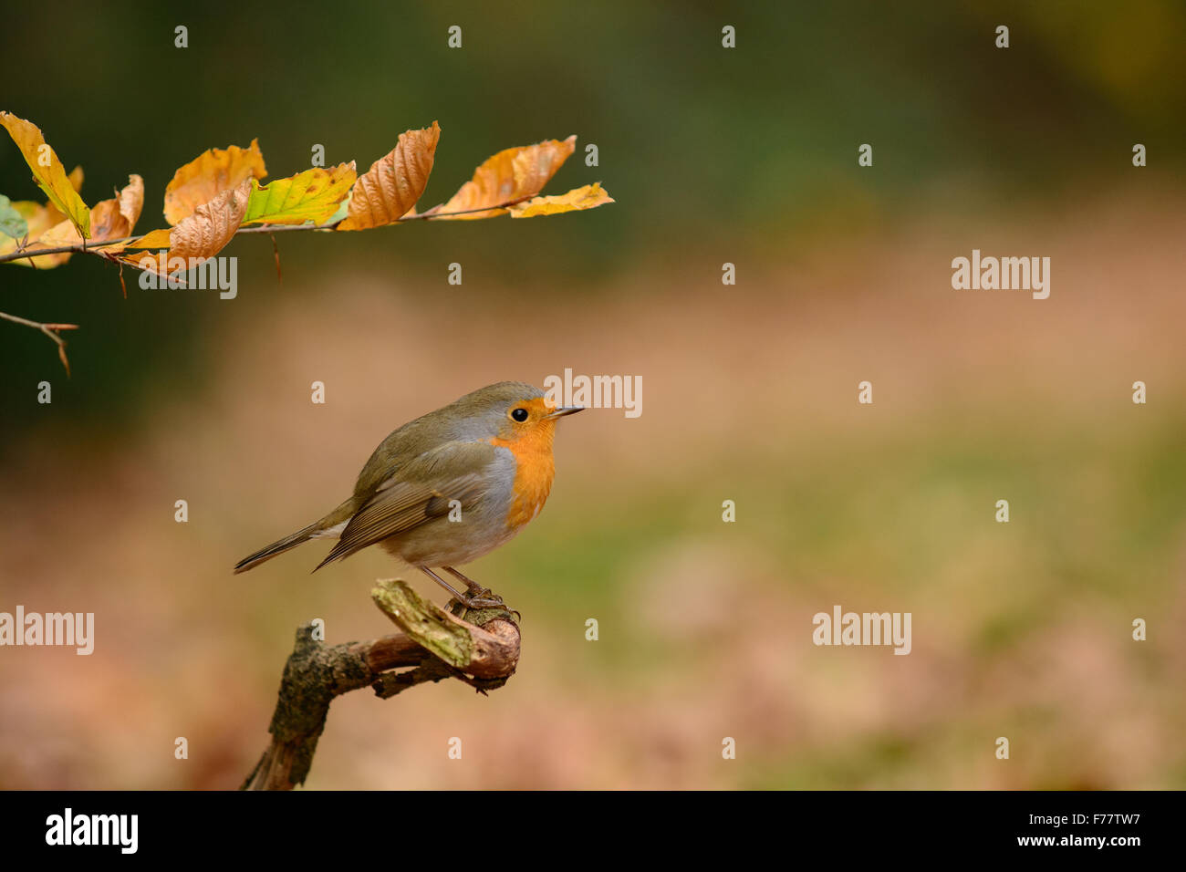 Robin europea con foglie di faggio in autunno Foto Stock