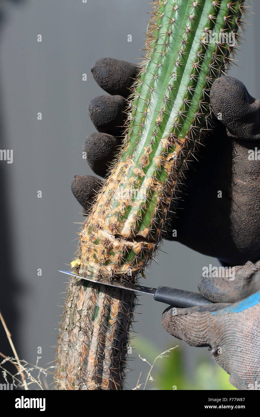 Close up rotto (Echinopsis Trichocereus) spachian cactus che viene tagliato dal principale impianto per essere trasferiti in un altro vaso Foto Stock